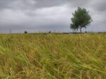 برنج طارم محلی کشت اول | دو الک و سورت شده - تصویر 3