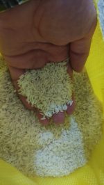 برنج طارم محلی کشت دوم | دو الک و سورت شده - تصویر 2