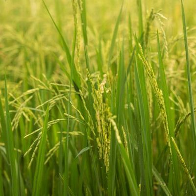کیسه برنج سرلاشه طارم سورت و الک شده بینج مینج