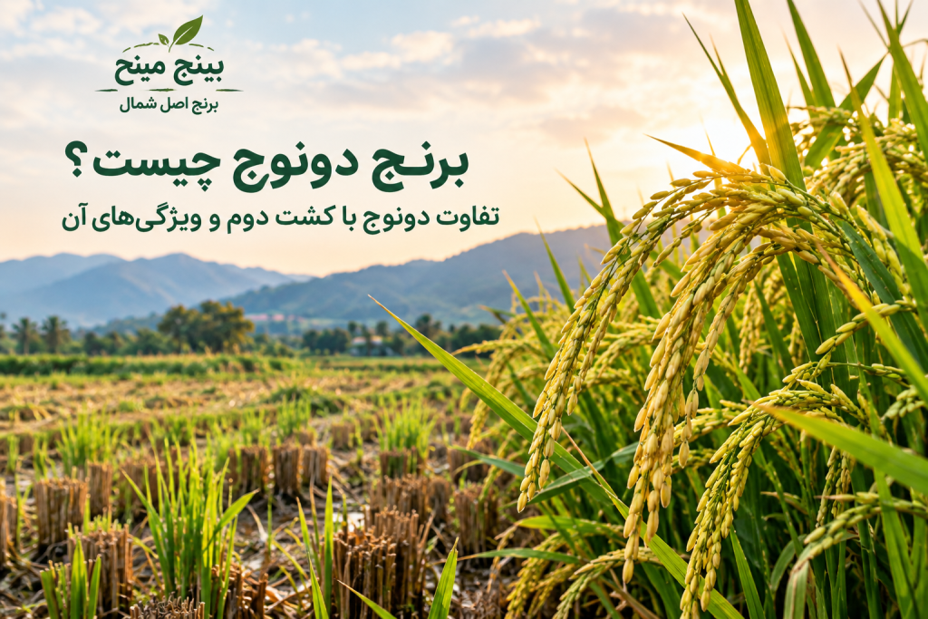 برنج دونوج در شالیزار شمال ایران
